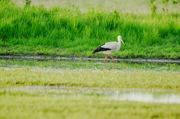 Weißstorch auf einer Feuchtwiese