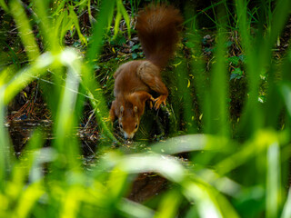 squirrel in the forest