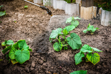 Manual spraying of new green cucumber leaves from diseases and pests