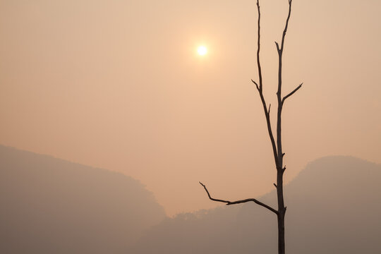 Silhouette of tall dead tree against orange smokey sky and weak sun