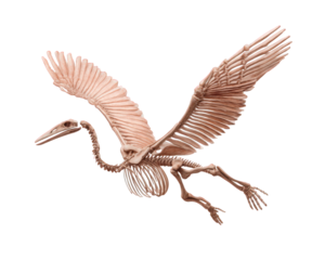 Rare fossil of prehistoric bird, showcasing intricate skeletal details and unique flying posture. This ancient specimen highlights beauty of evolution and mysteries of past