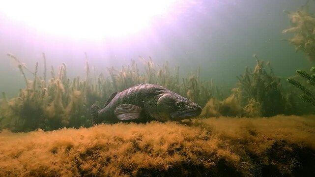A dark-colored male pike perch, zander (Sander lucioperca), remains motionless on the prepared spawning ground, defending the area before the female arrives to lay her eggs.