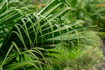 Close-up of tropical palm fronds with long, slender green leaves in a lush garden setting. Natural...