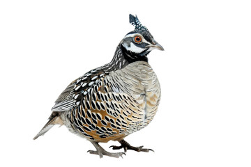 Fototapeta premium Wild Quail Bird Relaxed Pose Isolated