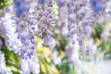Close-up of delicate wisteria flowers in soft focus, with pastel purple petals glowing in gentle sunlight.
