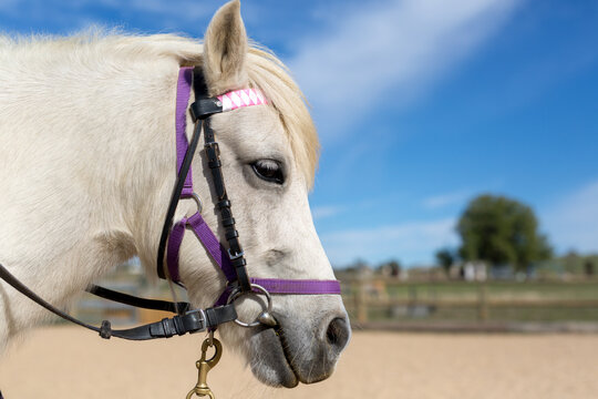 White pony with purple halter and blue sky