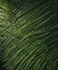 Deep green hues, rugged palm leaf surface, sunlit detail , palm texture, botanical
