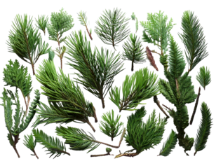 A vibrant collection of evergreen sprigs arranged on a clean white background.  This flat lay image evokes feelings of nature, freshness, and the winter holidays.
