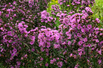 Dense clusters of blooming purple aster flowers fill the frame with vibrant color and natural texture, creating a perfect seasonal background for floral, gardening, or nature themes.