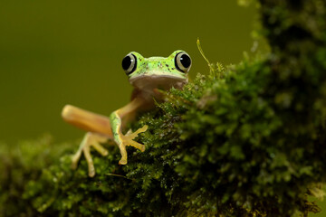 Agalychnis lemur, the lemur leaf frog or lemur frog. It is classed as Critically Endangered and threatened