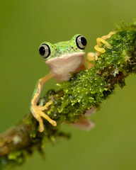 Agalychnis lemur, the lemur leaf frog or lemur frog. It is classed as Critically Endangered and threatened © Milan