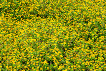 Top view of a lush bed of blooming yellow Wedelia flowers with green leaves, creating a vibrant natural background, perfect for nature, garden, or floral themes.