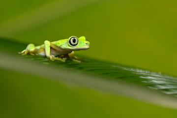 Agalychnis lemur, the lemur leaf frog or lemur frog. It is classed as Critically Endangered and threatened