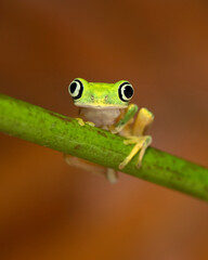 Agalychnis lemur, the lemur leaf frog or lemur frog. It is classed as Critically Endangered and threatened
