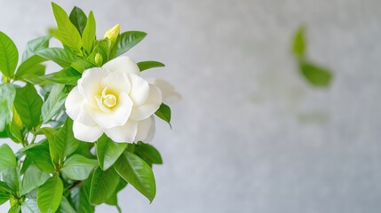 A delicate white gardenia flower blooming on lush green leaves, close-up shot with soft focus background, and serene and natural beauty concept.