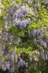 Blooming wisteria vines with clusters of light purple flowers and green leaves under the bright spring sun. Beautiful urban landscaping, Wisteria in gardening
