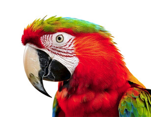 Obraz premium Vivid closeup of a scarlet macaws head, showcasing its vibrant red, green, and blue feathers. The detailed texture and intense colors make it perfect for nature, wildlife, or tropical themes.