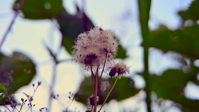白くふわふわの綿植物の低い位置からのスロー撮影