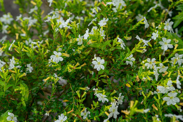Lush green foliage with delicate small white flowers in full bloom, captured in natural lighting. Ideal as a botanical texture or eco-themed background for commercial use and design.