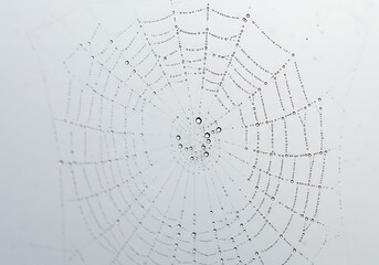 Intricate Circular Web Design: Abstract Background Texture
