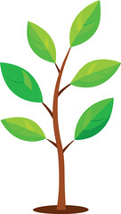 Young sapling
