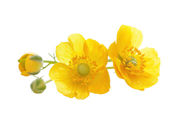 Vibrant Yellow Ranunculus Wildflower Bloom