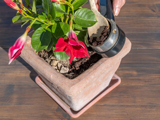 Coffee grounds are poured into a pot with a plant with beautiful red flowers of Mandevilla 