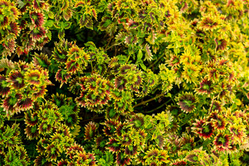 A dense foliage of vibrant Coleus plants with serrated green, yellow, and red leaves. The intricate...