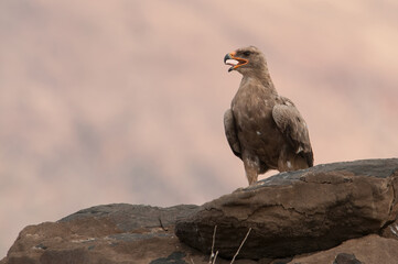 Tawny eagle (Aquila rapax) calls loudly while perched on rugged rocks overlooking dry savanna. Warm tones and fierce eyes add strength to this wilderness portrait.