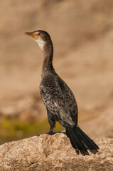Reed cormorant (Phalacrocorax africanus) balances upright on a sunlit rock beside the river. Its glossy dark plumage and red eye gleam in soft afternoon light.