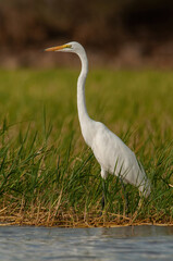 Great egret (Egretta alba) stands motionless among green reeds near calm water, eyes scanning for fish. Its sleek white form and long neck exude grace in gentle sunlight.