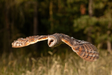 Western barn owl (Tyto alba) glides silently above tall grass with wings fully spread, scanning the ground below. The warm sunlight highlights its detailed plumage and ghostly presence.