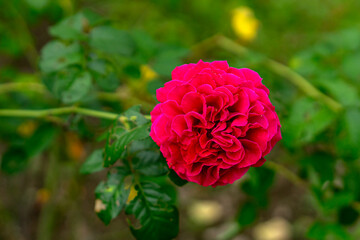 Close-up of two deep pink roses in various blooming stages, set against a natural green background....