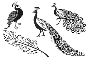 29 Black and white illustration, peacock varieties, woodcut style, detailed feathers, ornate tail plumage, bird silhouettes, intricate line work, contrasting textures, elegant poses, nature-inspired d