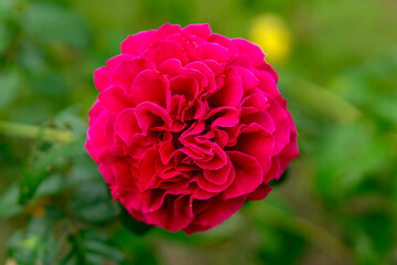 Close-up of two deep pink roses in various blooming stages, set against a natural green background. The vivid petals and lush leaves highlight elegance and romantic beauty.
