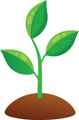 Seedling