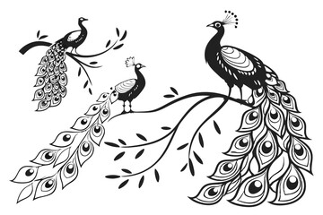 29 Black and white illustration, peacock varieties, woodcut style, detailed feathers, ornate tail plumage, bird silhouettes, intricate line work, contrasting textures, elegant poses, nature-inspired d