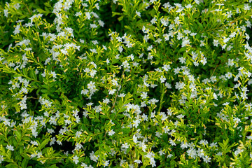 Clusters of small purple flowers bloom vibrantly among dense variegated green foliage. This lush, ornamental plant creates a colorful and natural texture in a garden setting.