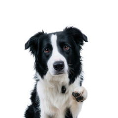 Fototapeta premium A friendly Border Collie with a white and black coat, showcasing its playful nature. The dog is raising a paw, set against a clean white background, perfect for animal lovers.