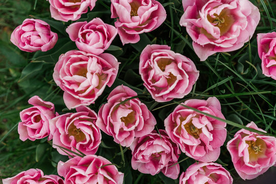 Aesthetic pattern of soft pink tulips in the garden. Floral background.	