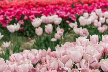 pink tulips in the garden