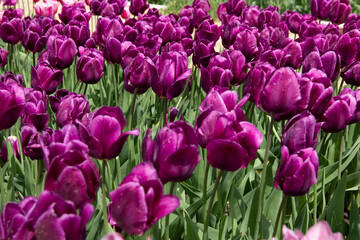 Dark purple tulips field background
