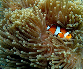 Thailand sea life