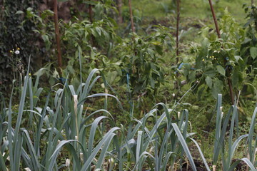 Vegetation in the forest