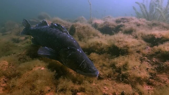 A dark male zander &ndash; Sander lucioperca &ndash; pike perch &ndash; moves among rocks, searching for a nest site to clear before the female lays her eggs.