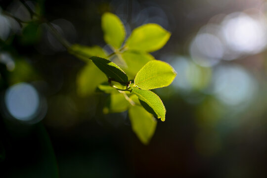 Tree leaves in the afternoon sun