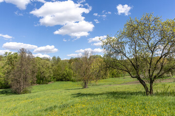Bright spring landscape on a sunny day