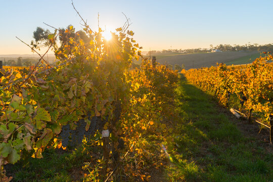 late summer/early autumn with some pinot grapes still on the vine