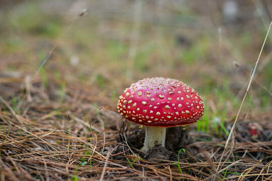amanita muscaria, fly agaric toxic mushroom