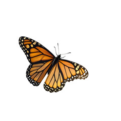 Obraz premium A monarch butterfly, with intricate orange and black veins on wings, a slender black body, and pointed white-tipped antennae, is mid-flight on a blank background